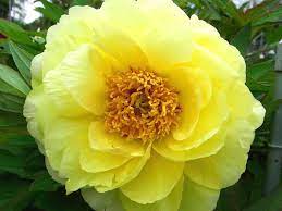 The Peony A Truly Gorgeous Flower News Bubblews Flowers Yellow Peonies Peonies