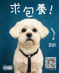 人人流浪狗澳門義工團Everyone