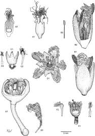 Image result for Cassipourea ndando