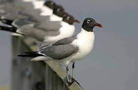 May Bird Of The Month Laughing Gulls Birds Beautiful Birds Pet Birds