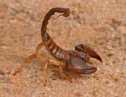Image result for Scorpion