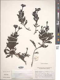 Image result for Cycnium tubulosum