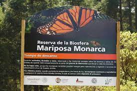 Mariposa Monarca All You Need Is Biology