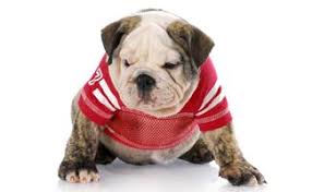 list of college colors gear your pup will look great in