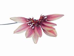 Image result for Bulbophyllum comatum