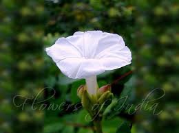 Image result for Ipomoea lapathifolia
