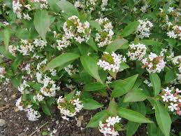 Image result for Heinsia zanzibarica