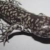 「 メキシコ サラマンダー」 とは、有尾目トラフ サンショウウオ 科トラフサンショウウオ属に属する 両生類 で、和名は「メキシコサンショウウオ」です。 3
