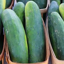 Image result for Cucumis sativus