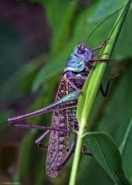 By Monika Tanska 500px Grasshopper Bugs And Insects Insect Photography