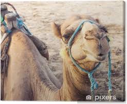 The herds are led by a dominant male, while many of the other males form their own herd called a bachelor herd. Arabian Camel Or Dromedary Also Called A One Humped Camel In The Canvas Print Pixers We Live To Change