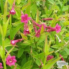 Image result for Jasminum beesianum