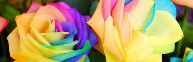 Maybe you would like to learn more about one of these? Rainbow Roses Are They Real Lovethegarden