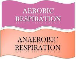 difference between aerobic and anaerobic respiration with