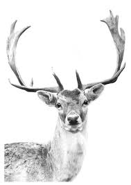 Stag Signed Open Edition Giclee Print Fallow Deer Pencil Etsy Deer Drawing Fallow Deer Deer Sketch