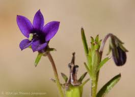 Image result for Monopsis