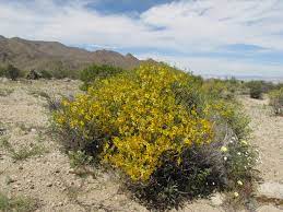 Check spelling or type a new query. April 6 2017 Joshua Tree National Park U S National Park Service Wildflower Report Blog