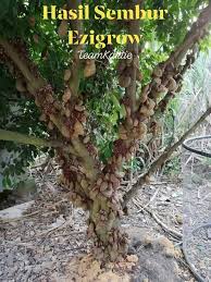 Saya bilangin bonyok loh! kata lusi. Testimoni Freshhhh Buah Katak Puru Easy To Grow Baja Facebook