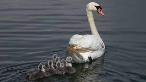 Nesting on arctic tundra and migrating long distances to favored wintering areas, this native swan was less affected by human settlement than was the trumpeter swan. St Ives Unluckiest Swan Becomes A Mum After Raft Rescue Bbc News