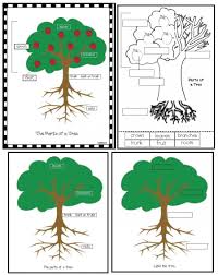 Parts Of A Tree Poster Activity Apple Tree Tree Crafts