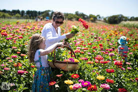 Your flower and gift delivery service need two addresses: Pick Your Own Flowers Mannerim Stables Co Marcus Hill