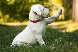 Dogo Argentino Dog Breed Information American Kennel Club
