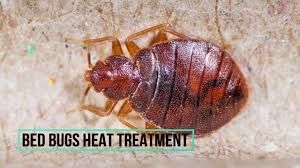 Our services are all environmentally safe, because we are concerned about and dedicated to taking care. Pros In Control Pest Services Best Bed Bug Extermination Jersey City Nj