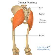 Gluteus Maximus Rehab My Patient