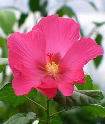 Image result for Hibiscus mutatus