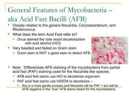 Ziehl-Neelsen Technique-Afb Staining • Microbe Online