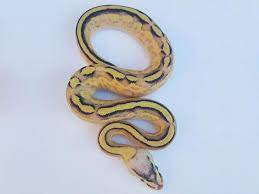 Orange Dream Pastel Specter Yellow Belly Morph List World Of Ball Pythons Ball Python Snake Lovers Orange Dream