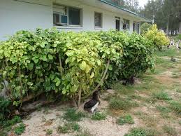 Image result for Polyscias guilfoylei