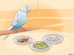 Feeding Baby Budgies Step By Step Guide