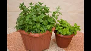 سرنجاح زراعة النعناع في البيت و الطريقة الصحيحة و المضمونة ب حزمة نعناع Plants Plastic Bottle Crafts Herbs