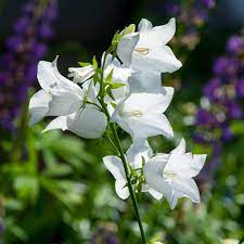 Allium Ampeloprasum Beautiful Flowers Pictures Campanula Flowers Flower Seeds