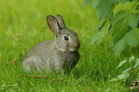 Planse de colorat cu animale fluturasi de colorat p02. Iepurii In Context European Fauna Cum Laude Doru Panaitescu Radio Guerrilla