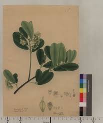 Image result for Brexia