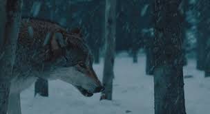Great collection of wolf gif animations. Wolves Gifs Page 4 Wifflegif
