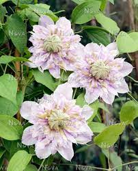 Check spelling or type a new query. Clematis Moonglow Mediendatenbank