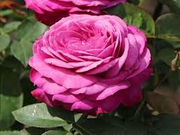 We the stakeholders of rosa international middle school believe in embracing collaboration, promoting individual responsibility and fostering acceptance and respect for all members of the school and the international community through a rigorous and compassionate interdisciplinary program that cultivates lifelong learning with the aim of creating a more peaceful global community. Beetrose Heidi Klum Rose Schonste Rosen Expertenwissen