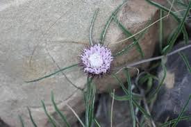 Image result for Dicoma anomala