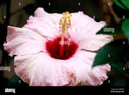 Image result for Hibiscus physaloides