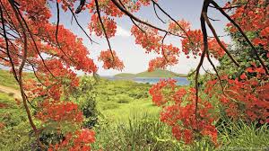 S e q u o i a c l u b Flamboyan Tree Puerto Rico Bay Culebra Island South America Desktop Background