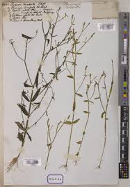 Image result for Canscora alata