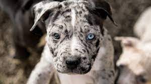 Blue nose pitbull puppies, merle pitbull puppes, red nose pitbulls, tri color pitbull puppies for sale! 9 Things You Should Know About Merle Pitbulls Ned Hardy