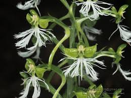 Image result for Habenaria petitiana