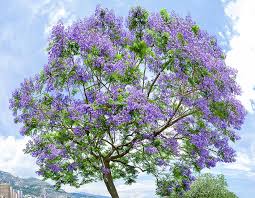 Image result for Jacaranda mimosifolia