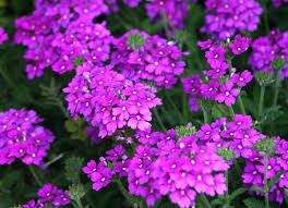 Check spelling or type a new query. 18 Best Hanging Plants For Indoors And Out Bob Vila Bob Vila