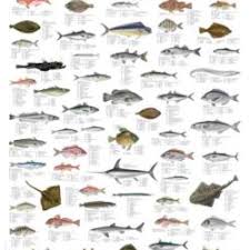 Fish And Shellfish Of The North Atlantic La Tene Maps