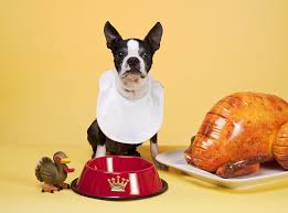 Thanksgiving is probably one of the most awaited holidays of the year as it brings you closer with in this article, we'll talk about thanksgiving safety tips for pets to keep them happier, healthier, and. Can Dogs Eat Turkey Thanksgiving Faqs Fetch Pet Care